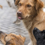 Capire perché il cane è aggressivo con altri cani
