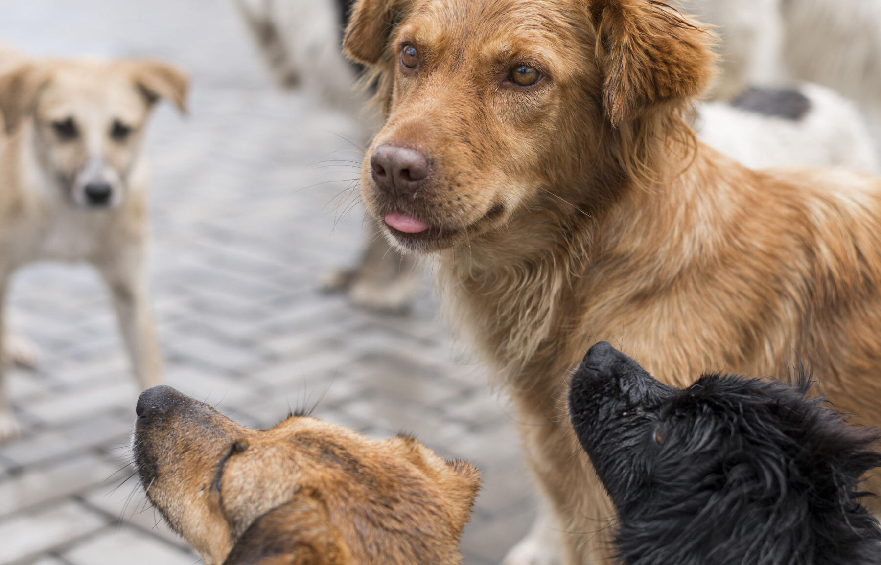 Capire perché il cane è aggressivo con altri cani